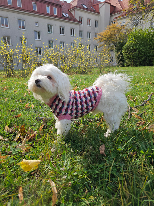 Rosie Malteser Hundepullover