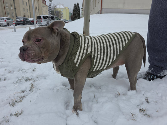 Harley Englische Bulldogge Hundepullover