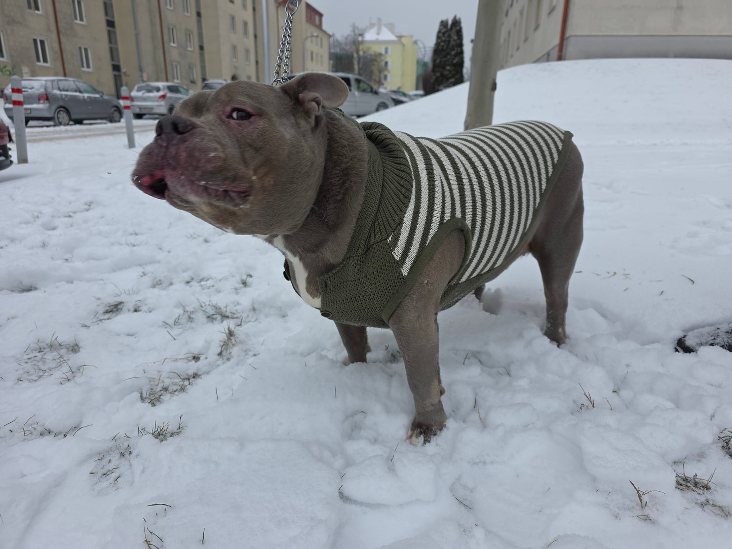 Harley Englische Bulldogge Hundepullover