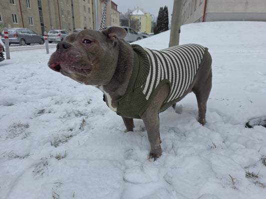 Harley Englische Bulldogge Hundepullover