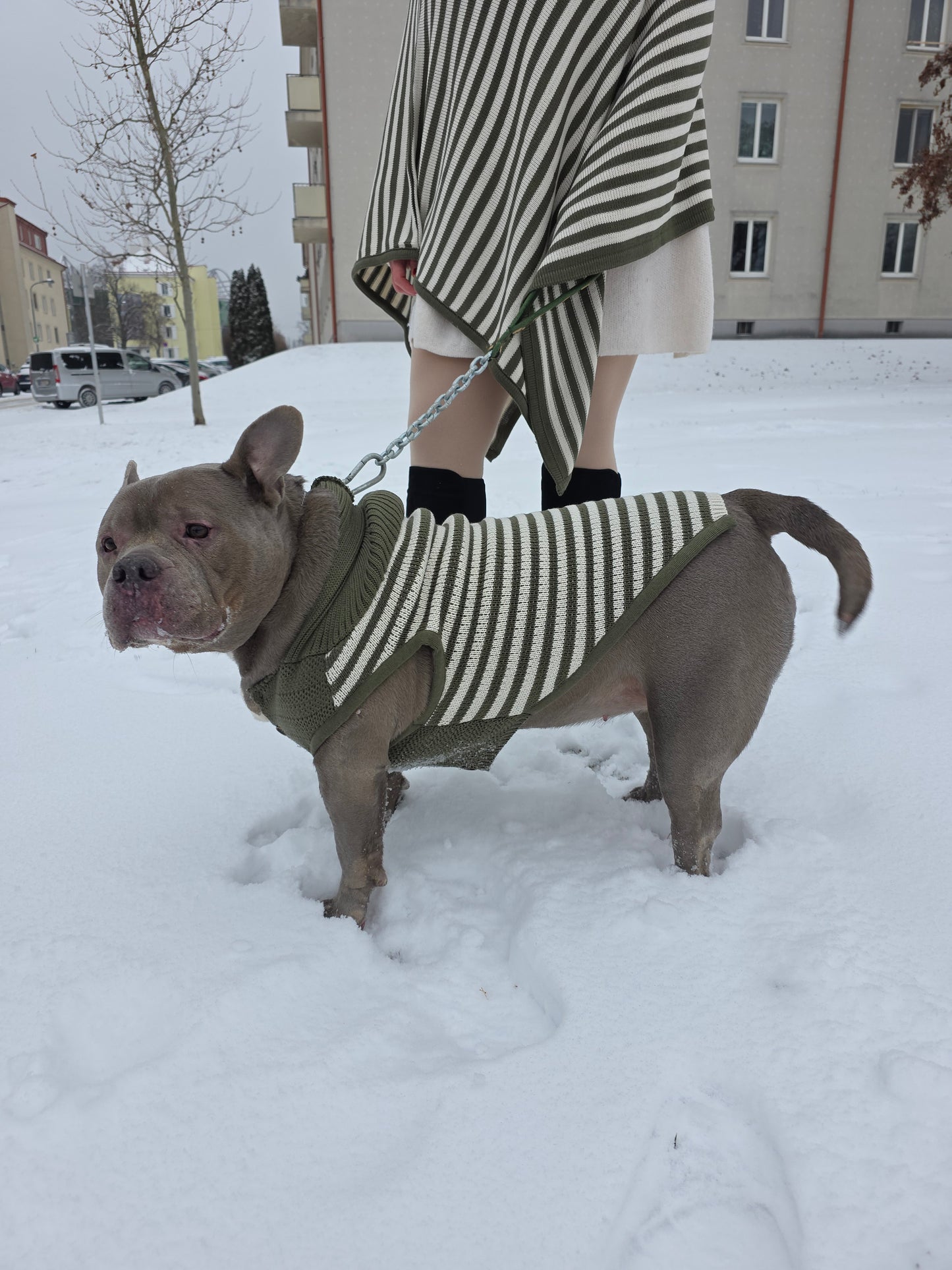 Harley Englische Bulldogge Hundepullover
