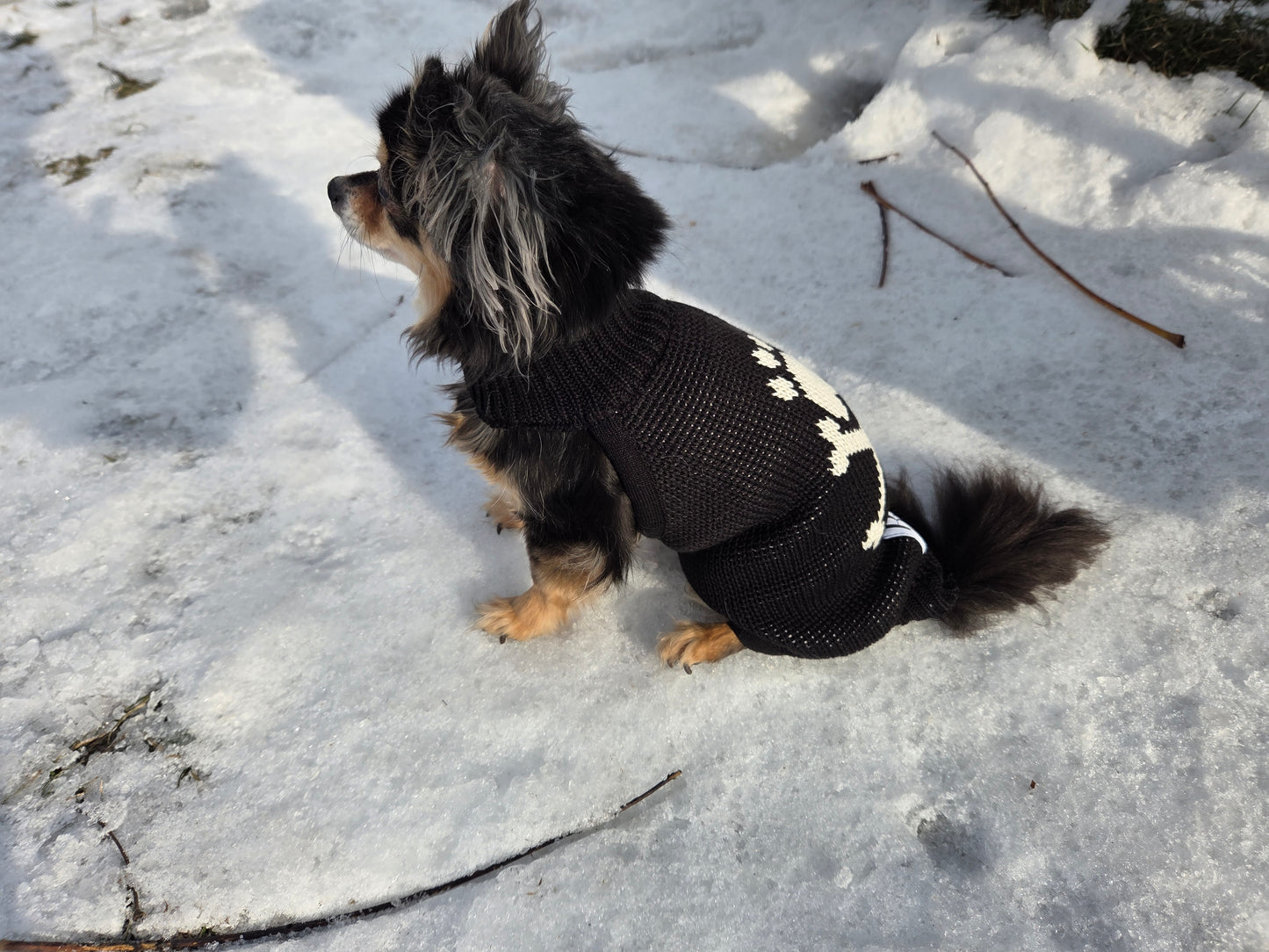 Zeus Strickset für Chihuahua und Besitzer